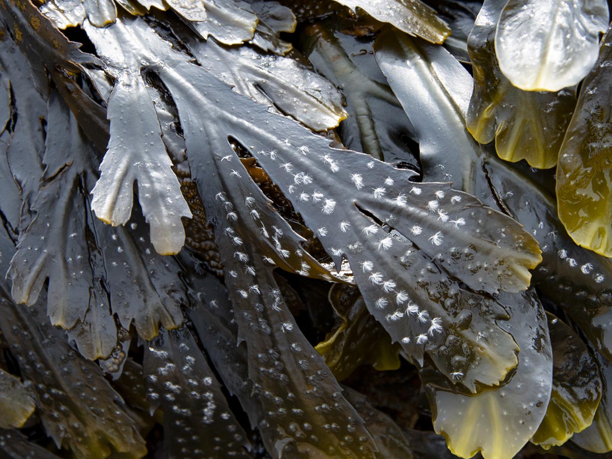 Fucus serratus